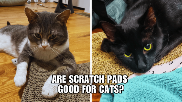 Scratch That Itch: The Many Benefits of Cat Scratch Pads