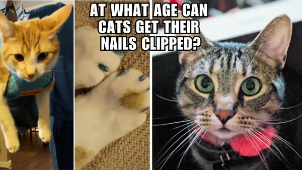 Claws Out: At What Age Should You Clip Your Cat's Nails?