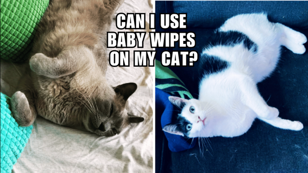 Cat Owners' Dilemma: Can You Substitute Baby Wipes?