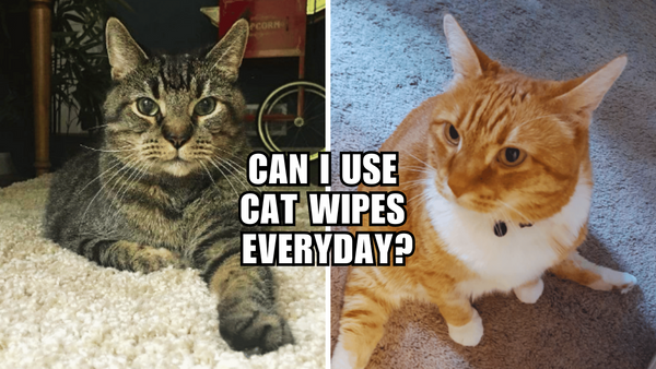 Cat Wipes 101: Is Daily Use Safe for Your Furry Friend?