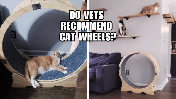 Vets' Verdict: Do Cats Benefit from Exercise Wheels?