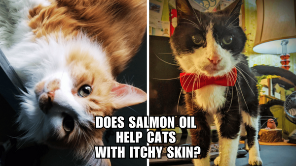 Cat Got an Itch? Why Salmon Oil Could Be the Solution