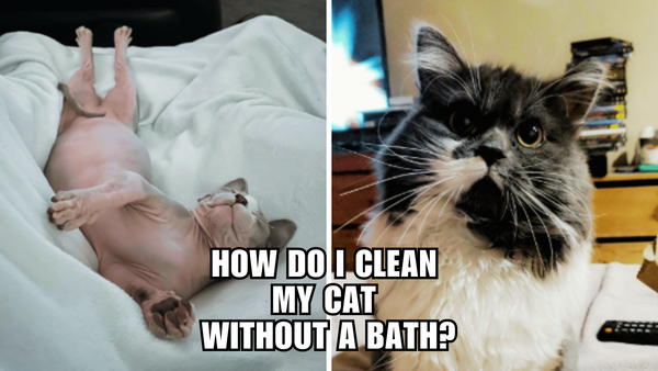 Squeaky Clean Cats: Simple Tricks for Bathless Cleaning