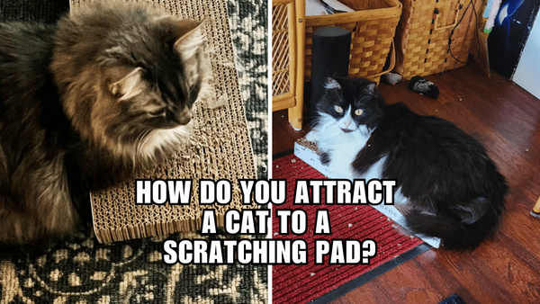 The Purr-fect Ways to Lure Your Cat to a Scratch Pad!