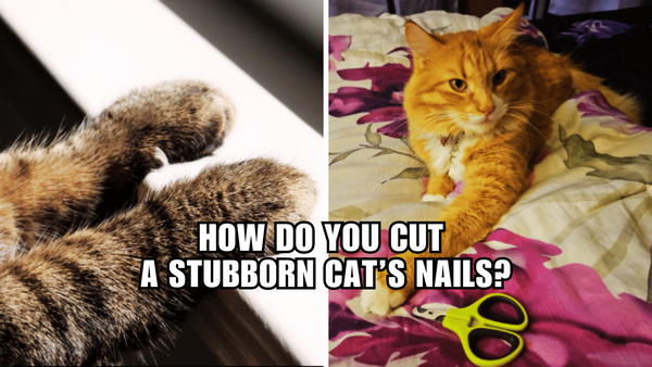 Cracking the Code: Nail Clipping Hacks for Stubborn Cats