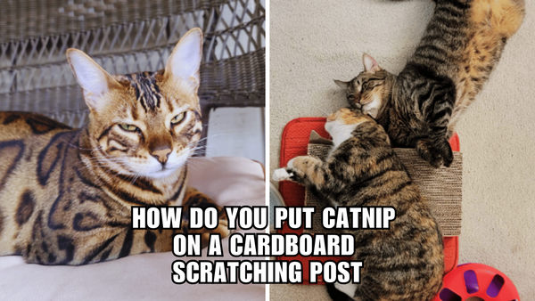 Catnip Magic: Transforming Your Cardboard Scratching Post!