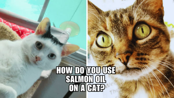 Cat Care 101: Harnessing the Potential of Salmon Oil