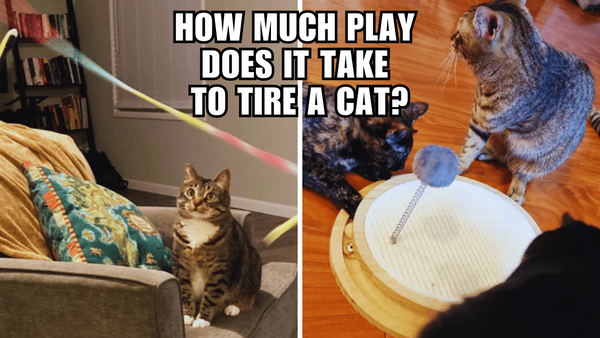 The Ultimate Challenge: Pushing Your Cat's Play Limits!