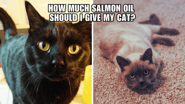 The Ultimate Guide to Cat-Friendly Salmon Oil Dosage