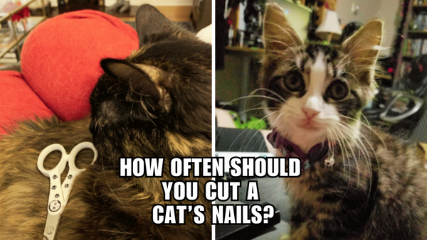 Cat Nail Maintenance: How Often Should You Trim?