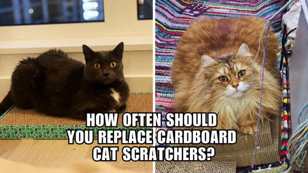 Maximize Your Cat's Happiness: Replace That Scratcher!