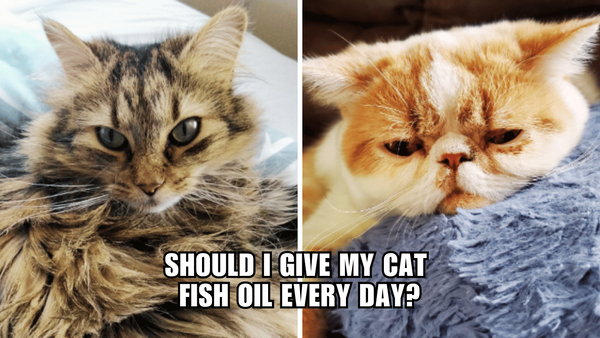 Discover the Benefits of Daily Fish Oil for Cats!