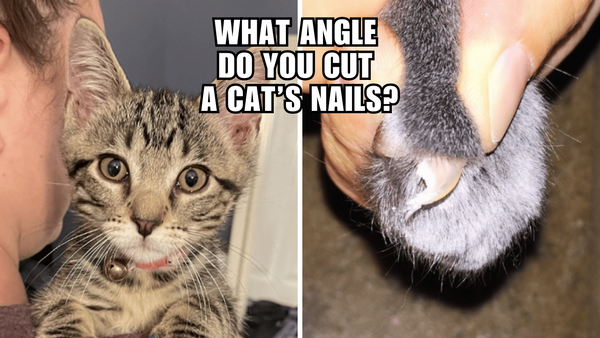 The Secret to Perfectly Trimmed Cat Claws