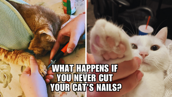 Claws Gone Wild: What Happens When Cats Skip Nail Trims?