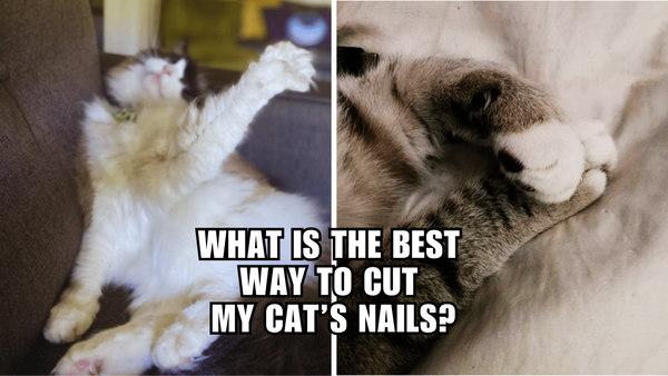 Trimming Kitty Claws 101: The Ultimate Guide for Cat Owners