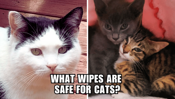 Feline-Friendly Wipes: A Must-Have for Cat Owners