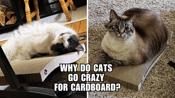 The Feline Obsession: Why Cats Go Nuts for Cardboard