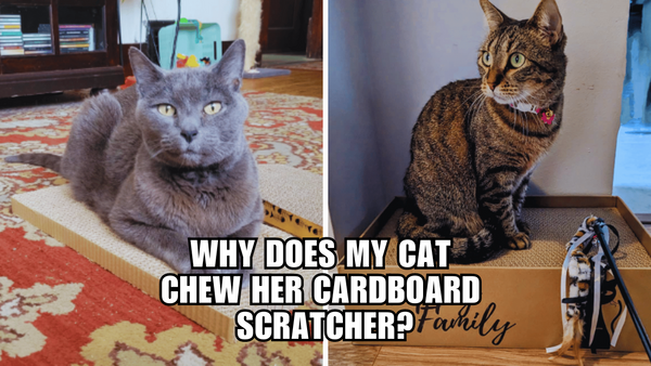 Cardboard Crunchers: What's Behind Your Cat's Chewing Habit?