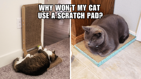 Is Your Cat Snubbing the Scratch Pad? Here's Why!