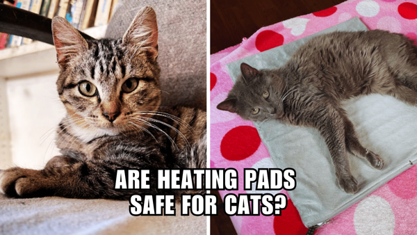 The Ultimate Guide to a Cozy Cat: The Scoop on Heating Pads