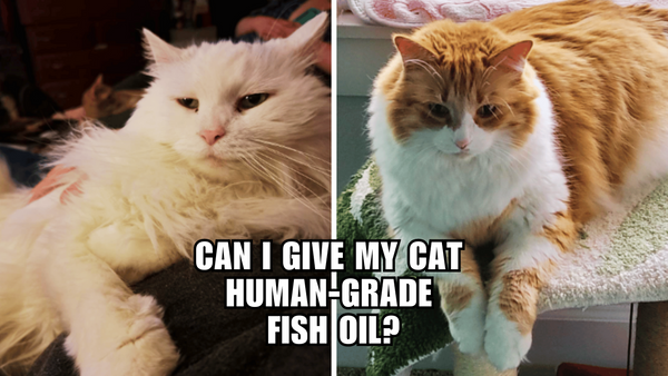 Cat Care 101: Is Human-Grade Fish Oil Safe?