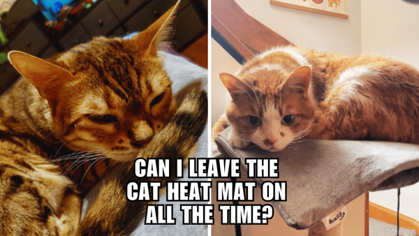 Cat Heat Mats Uncovered: How Long Can You Leave Them On?