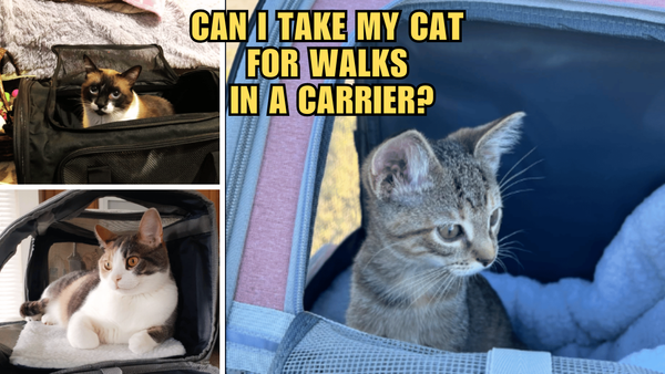 Kitten Adventures: Taking Your Cat for a Walk in a Carrier!