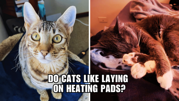 Purrfectly Toasty: Why Cats Go Gaga for Heating Pads!