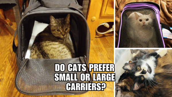 Carrier Conundrum: Do Cats Crave Cozy or Spacious Travel?