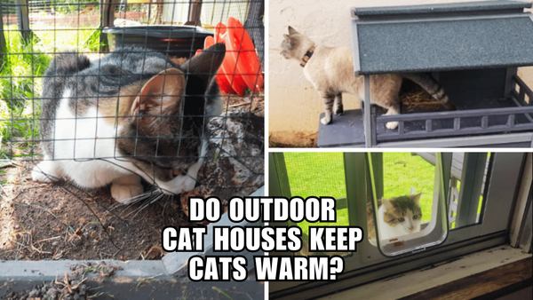 Frosty Whiskers? Not Anymore! Embrace Outdoor Cat Shelters