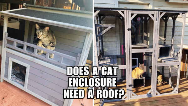 Sky's the Limit: Are Roofless Cat Enclosures the Top Choice?