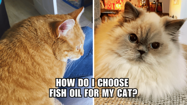 Cat Nutrition Made Easy: Picking the Right Fish Oil