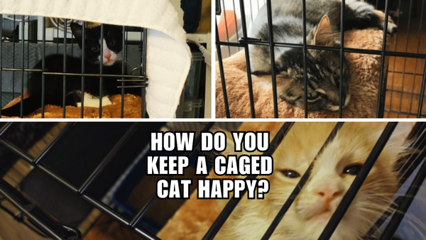 From Restless to Relaxed: Ways to Keep Your Caged Cat Happy