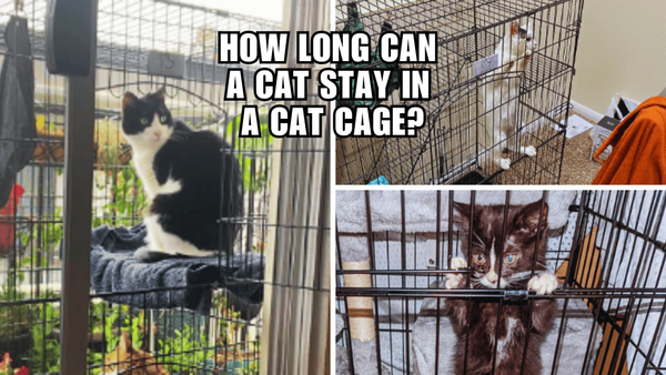 Caged and Curious: Exploring the Limits of Kitty Confinement