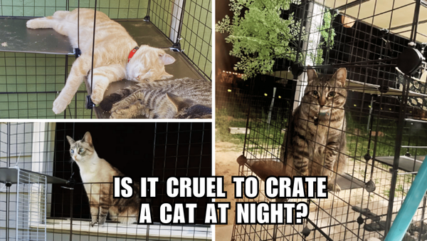 Cracking the Crate Code: The Truth About Cat Confinement