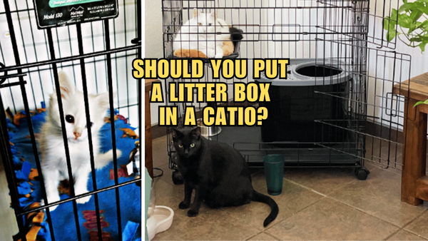 Catio Living: The Scoop on Including a Litter Box