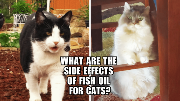 Fish Oil for Cats: The Good, the Bad, and the Ugly