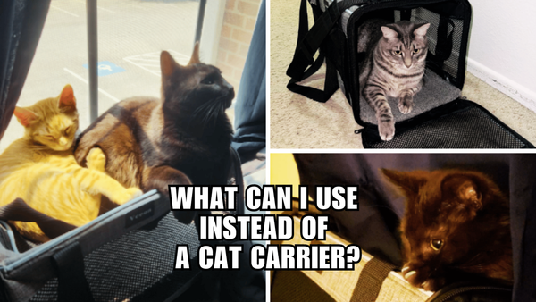 Think Outside the Box: Options to Traditional Cat Carriers