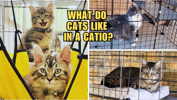 Cat's Meow: Unleashing the Secrets of Cat-Friendly Catios!