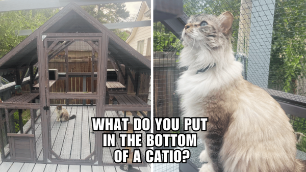 The Secret for a Happy Catio? We've Got the Answer!