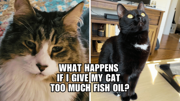 The Fishy Dilemma: Can Too Much Fish Oil Harm Your Cat?