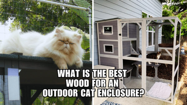 Purrfect Picks: The Top Wood for Your Outdoor Cat Enclosure