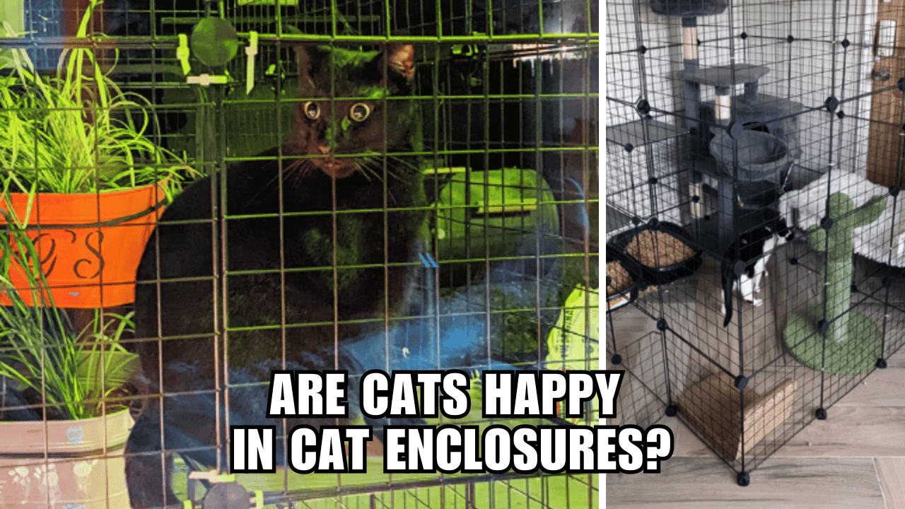 Paws-itive Vibes Only: Discovering Cat Enclosure Joy!