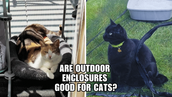 Cats Gone Wild: Exploring the Joys of Outdoor Enclosures