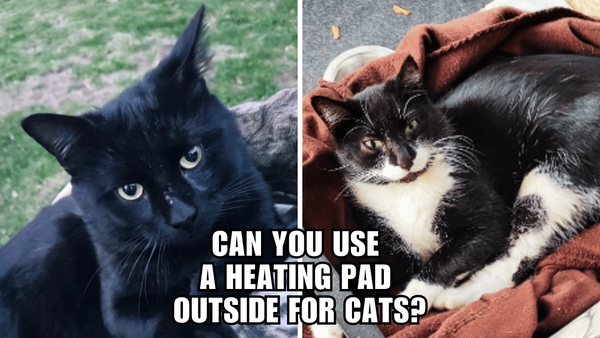 Hot Tips for Feline Comfort: Using a Heating Pad Outdoors