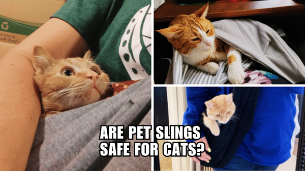 Safe and Snuggly: Exploring the World of Cat Slings!