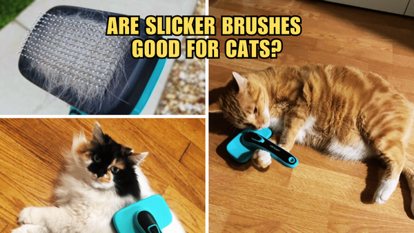 Slicker Brushes: The Cat Lover's Best Kept Beauty Secret