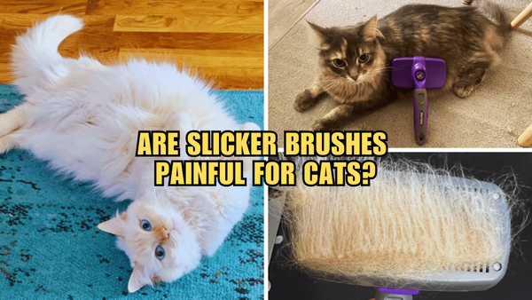 Purr-fectly Pain-Free: The Truth About Cat Slicker Brushes