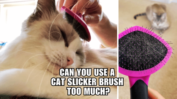 Cat Slicker Brush: How Much is Too Much?