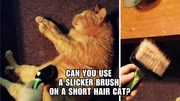 Short Hair Style: Get Glam with a Slicker Brush for Your Cat